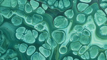 Saccharomyces Boulardii