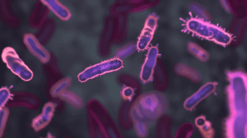 Microscopic view of various bacteria, featuring Bifidobacterium, known for its gut health benefits.