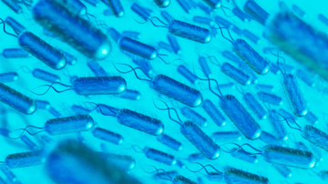 Microscopic view of Lactobacillus in blue, illustrating Lactobacillus And Why You Need It.