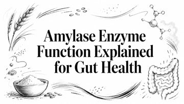 Amylase Enzyme Function Explained for Gut Health