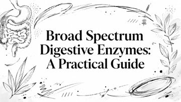 Broad Spectrum Digestive Enzymes: A Practical Guide