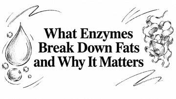 What Enzymes Break Down Fats and Why It Matters
